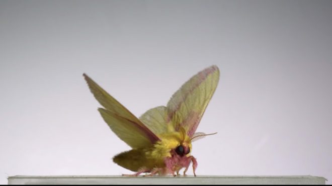 Watch An Unusual Ensemble of Insects Take Flight in Extreme Slow Motion