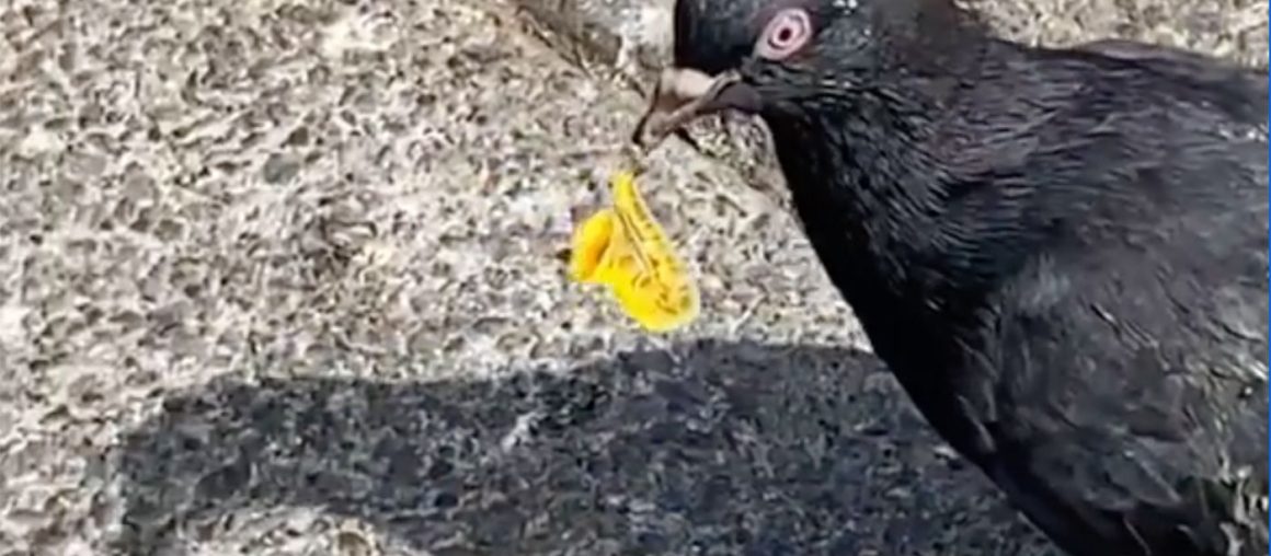 SF Artist/Prankster Puts Tiny Saxophones On the Ground for Pigeons to 'Play'