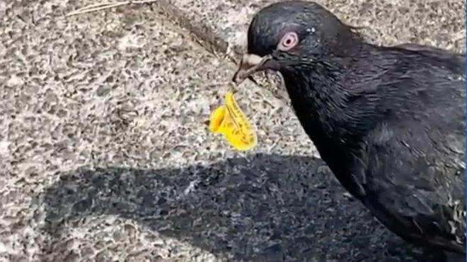 SF Artist/Prankster Puts Tiny Saxophones On the Ground for Pigeons to 'Play'