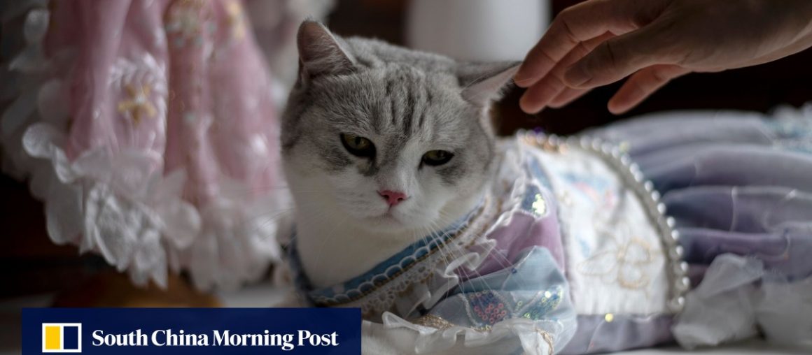 Pet fashion designer’s cat models her Chinese gowns