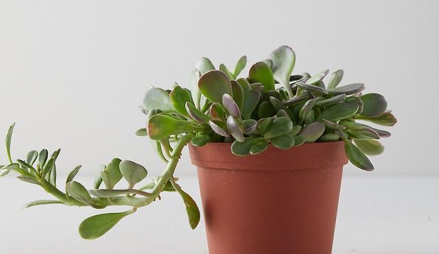 Best Houseplant to Buy in September | Hunker