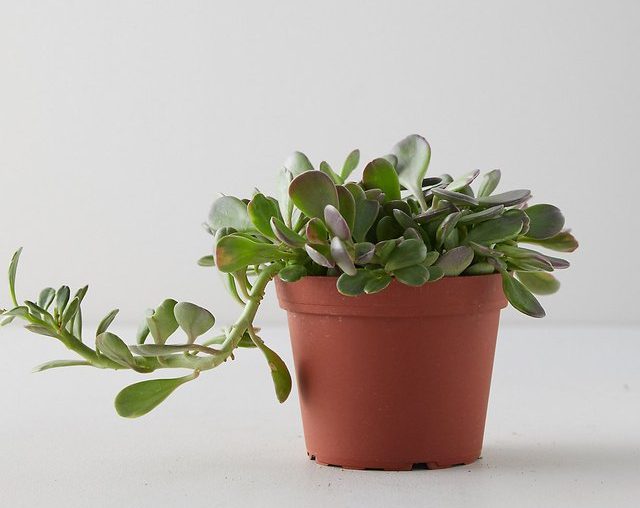 Best Houseplant to Buy in September | Hunker