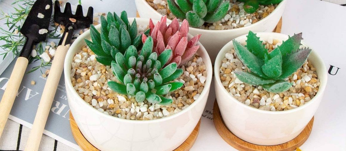 Best Succulent Pots