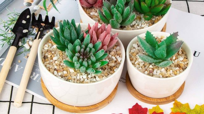 Best Succulent Pots