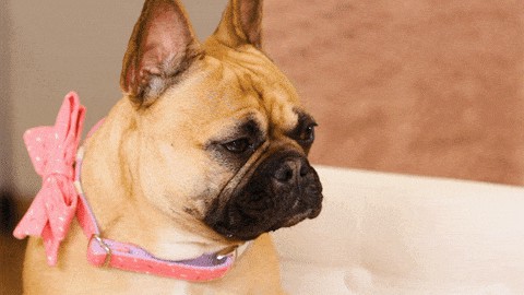 31 things you shouldn’t say to a UX Designer (explained with GIFs)