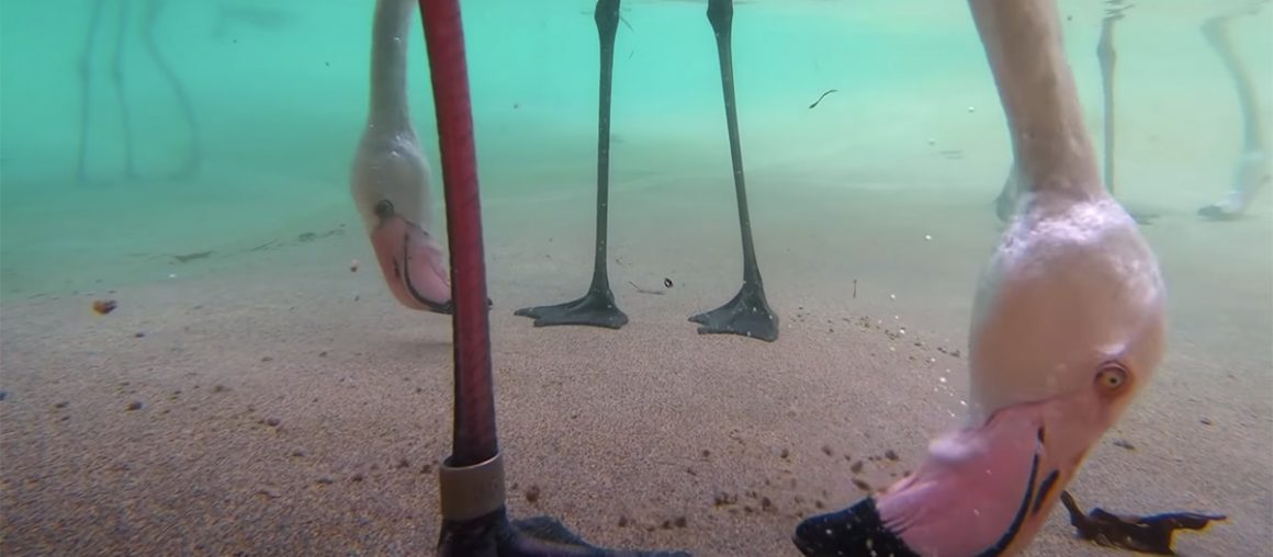 Amusing Footage Dives Underwater to Capture Flamingos' Strange Eating Methods