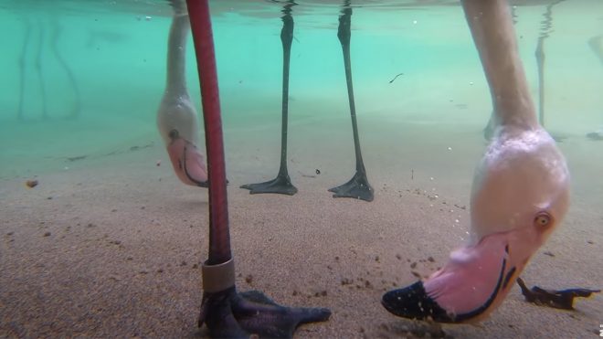 Amusing Footage Dives Underwater to Capture Flamingos' Strange Eating Methods