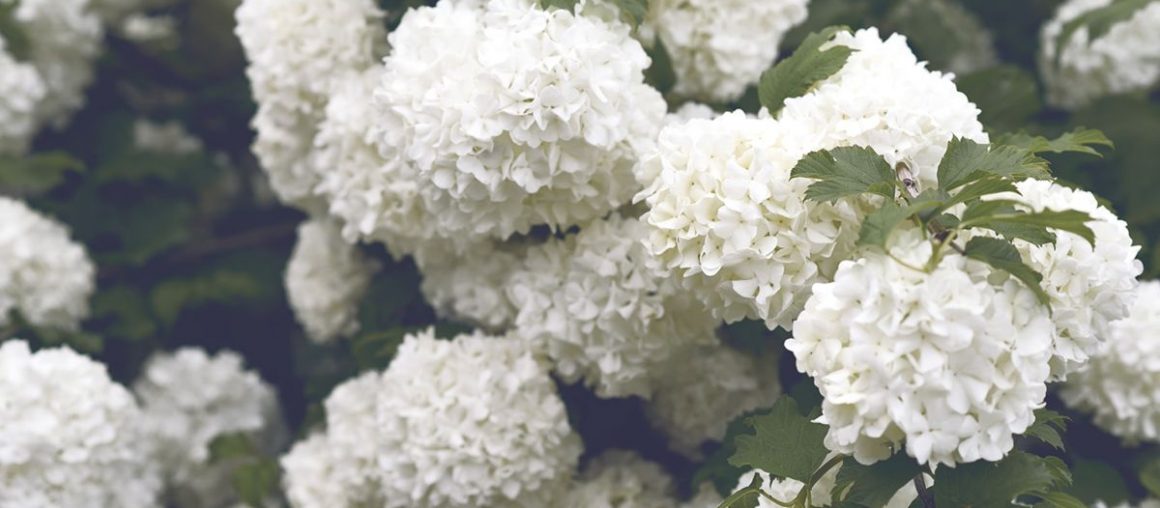 Get your hydrangea pruning right this spring with these top expert tips