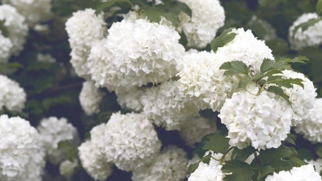 Get your hydrangea pruning right this spring with these top expert tips