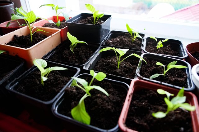 Germinating and Planting Vegetable Seeds: A Beginner’s Guide | Hunker